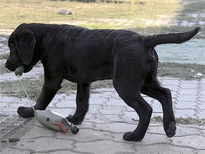 Labrador Retriever Welpe kaufen
