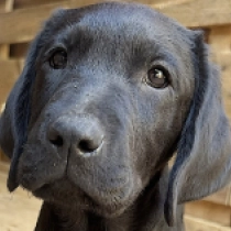 Manitoba, black Labrador Retriever for sale