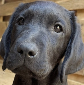 Labrador Retriever Welpe kaufen