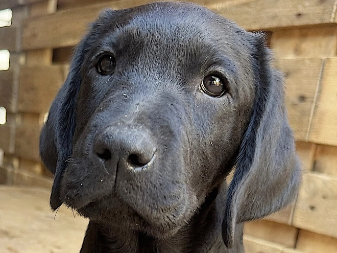 Labrador Retriever Welpe kaufen