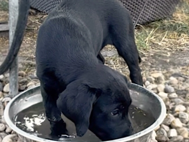 Labrador Retriever Welpe kaufen