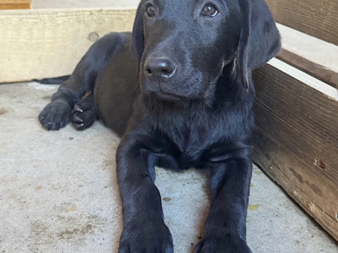 Labrador Retriever Welpe kaufen
