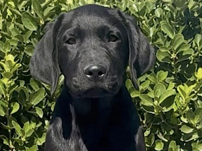 Labrador Retriever Welpe kaufen