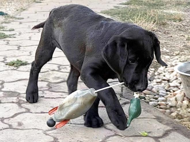 Labrador Retriever Welpe kaufen