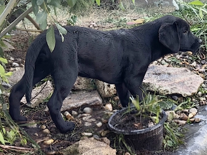 Labrador Retriever Welpe kaufen
