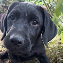 Manitoba, black Labrador Retriever for sale