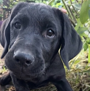 Labrador Retriever puppy for sale