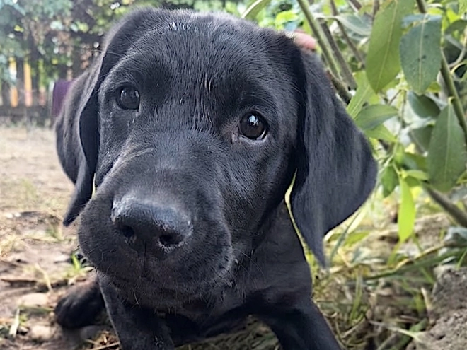 Labrador Retriever Welpe kaufen