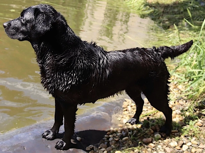 Labrador Retriever Welpe kaufen