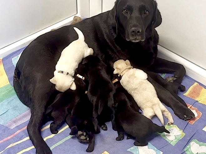 Labrador Retriever Welpe kaufen