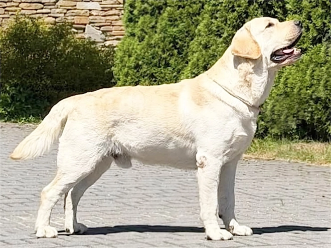 Labrador Retriever Welpe kaufen