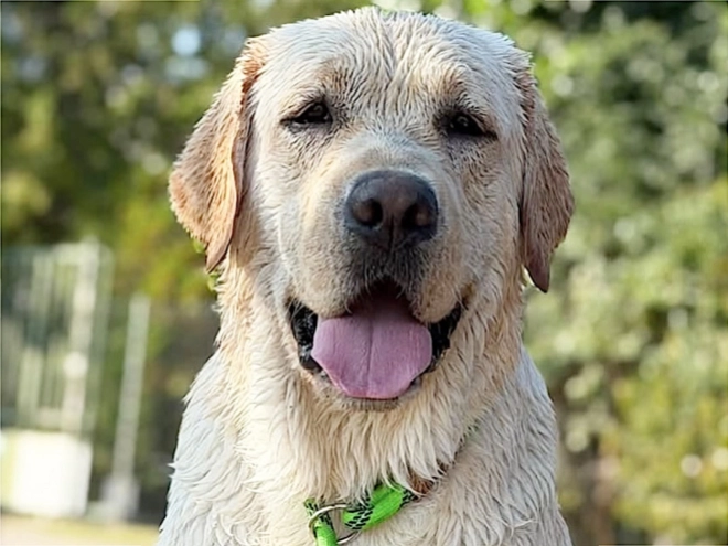 Labrador Retriever Welpe kaufen