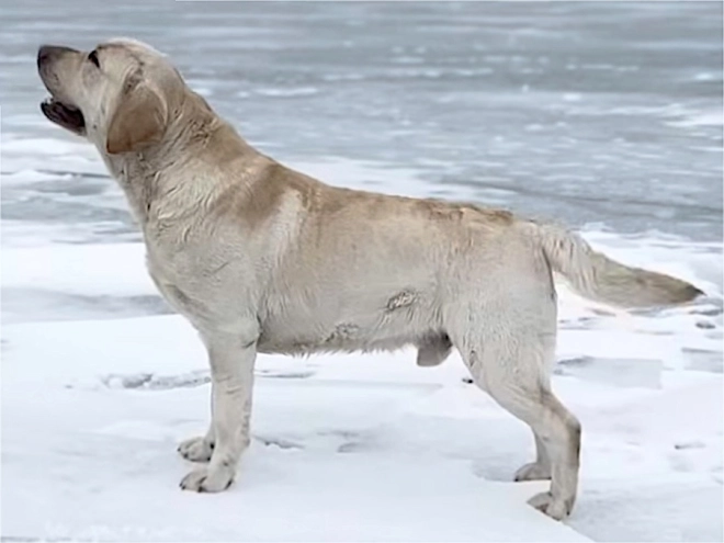 Labrador Retriever Welpe kaufen