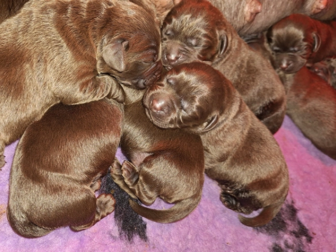 Labrador Retriever puppy for sale