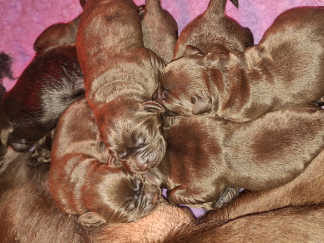 Labrador Retriever puppy for sale