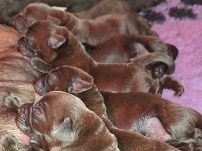 Labrador Retriever puppy for sale