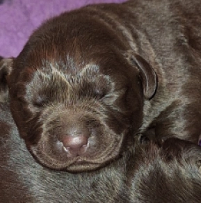 Labrador Retriever puppy for sale
