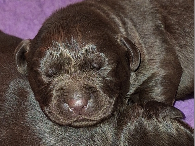 Labrador Retriever puppy for sale