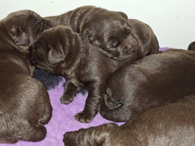 Labrador Retriever puppy for sale