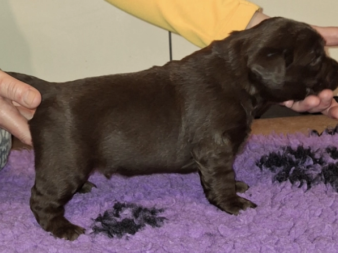 Labrador Retriever puppy for sale