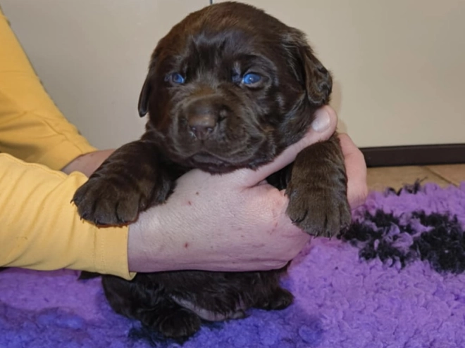 Labrador Retriever puppy for sale