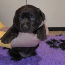 Labrador Retriever puppy for sale