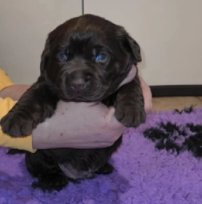 Labrador Retriever Welpe zu verkaufen