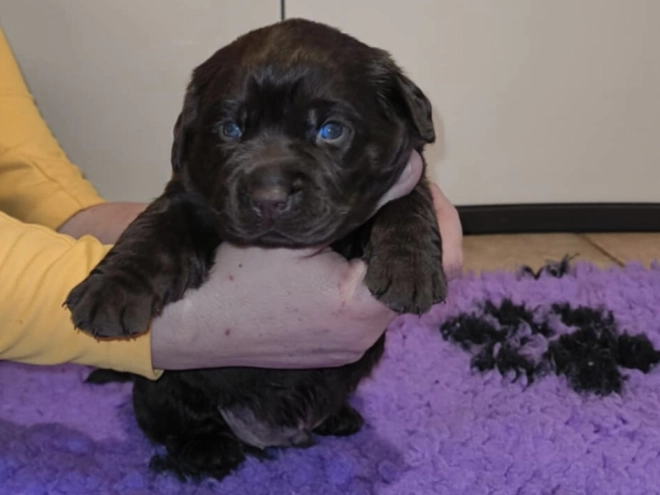 Labrador Retriever puppy for sale