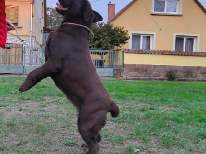 Labrador Retriever puppy for sale