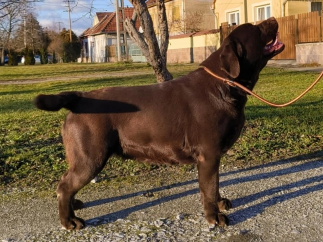 Labrador Retriever puppy for sale