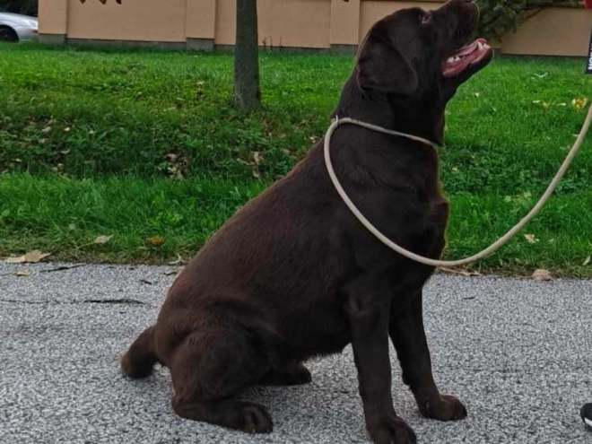 Labrador Retriever puppy for sale