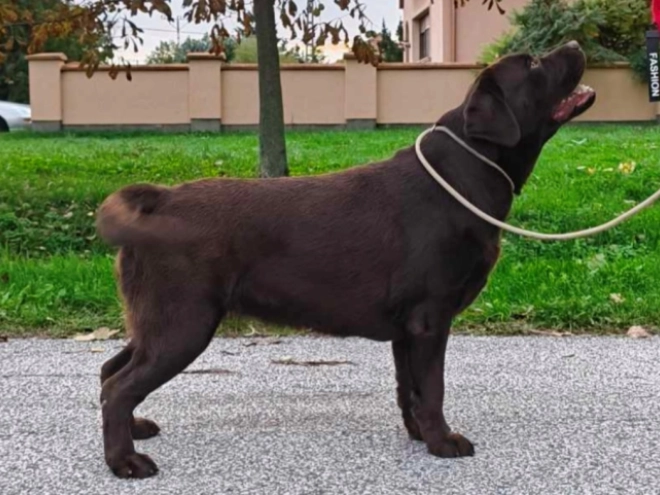 Labrador Retriever puppy for sale