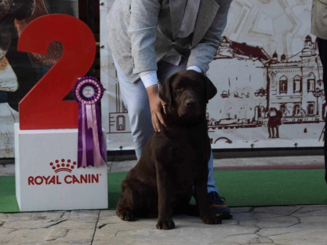 Labrador Retriever puppy for sale
