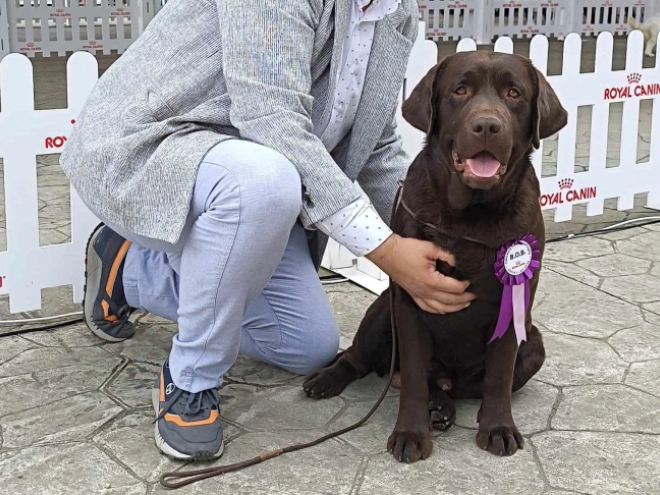 Labrador Retriever puppy for sale