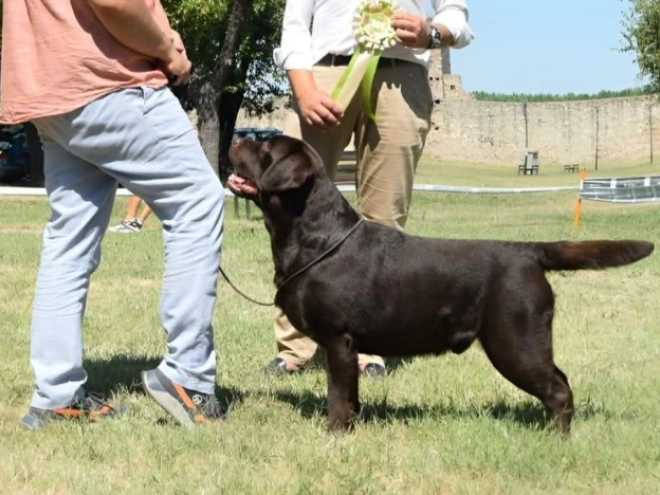Labrador Retriever puppy for sale