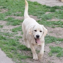 Cinders, cream Labrador Retriever for sale