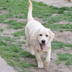 Labrador Retriever puppy for sale