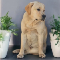 Endal, Back from the Brink, cream Labrador Retriever for sale