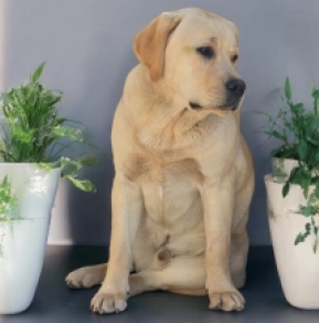 Labrador Retriever puppy for sale