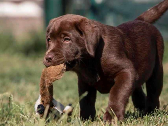 Perros Labrador Retriever en venta