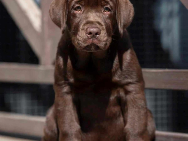Perros Labrador Retriever en venta