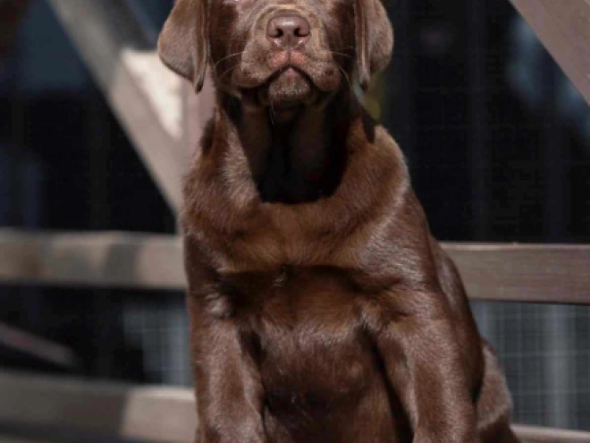 Perros Labrador Retriever en venta