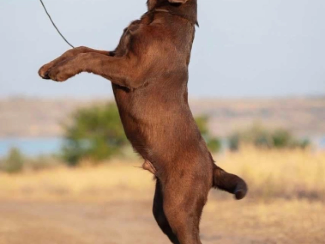 Perros Labrador Retriever en venta