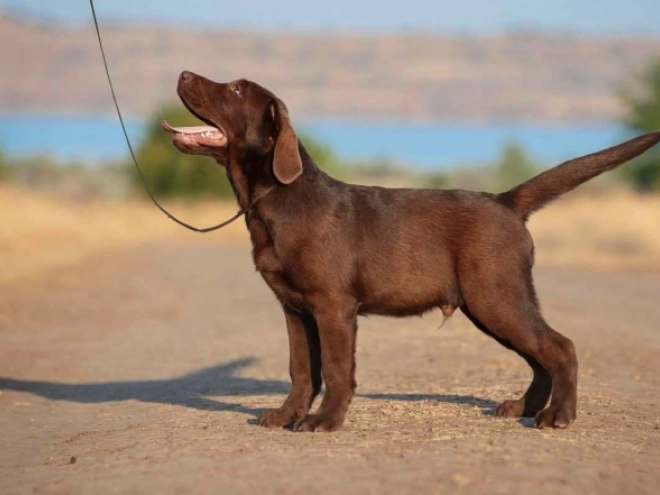 Perros Labrador Retriever en venta