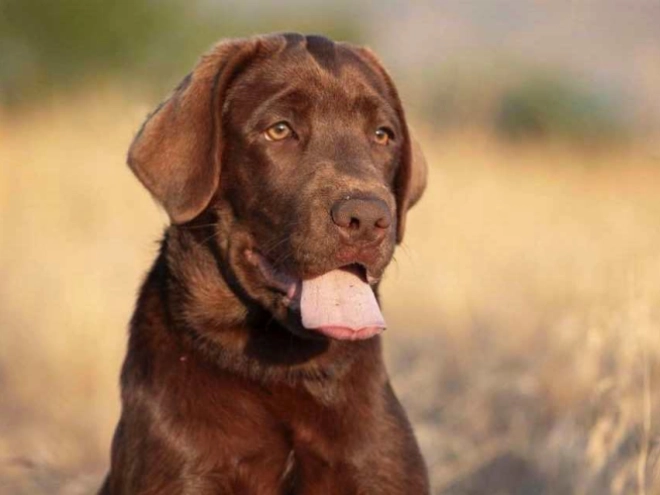 Perros Labrador Retriever en venta