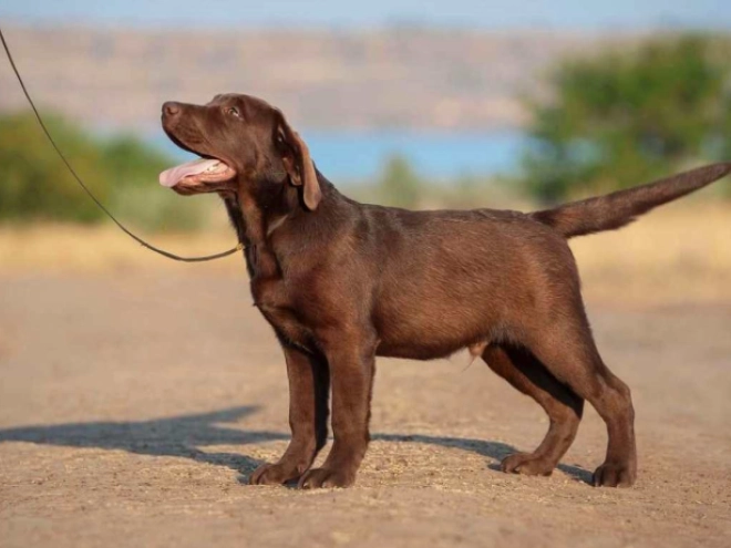 Perros Labrador Retriever en venta