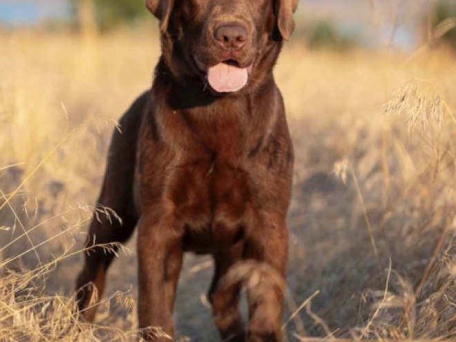 Perros Labrador Retriever en venta
