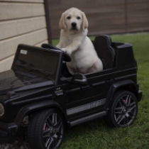 Crown Jewel, cream Labrador Retriever for sale
