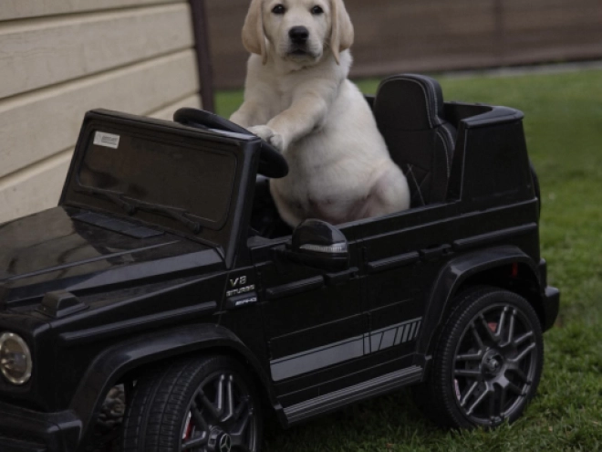 Labrador Retriever puppy for sale