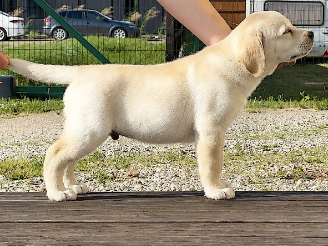 Labrador Retriever puppy for sale